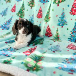 Pumpkin pie - Chocolate and tan female Dachshund puppy in Salters, South Carolina from Long-Pine Dachshund