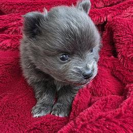 Janis - Blue brindle female Pomeranian puppy in Hooksett, New Hampshire from Granite State Pomeranians