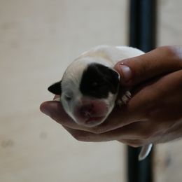 Cupid - Blue mottled female Australian Cattle Dog puppy in Buffalo Valley, Tennessee from Buffalo Valley Breeders