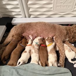 Cavapoo Puppies from Heritage Home Cavapoos