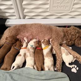 Cavapoo Puppies from Heritage Home Cavapoos