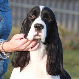 English Springer Spaniel Puppies from Darkover English Springer Spaniels