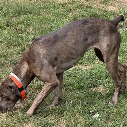 Star - Catahoula Leopard Dog