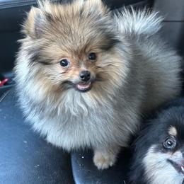 Podaydo - Cream sable female Pomeranian puppy in Macon, Georgia from Pomflower Pomeranians