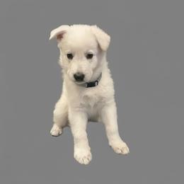 Grey Collar  (Kohl) - White male Berger Blanc Suisse puppy in Rice Lake, Wisconsin from Windswept White Swiss Shepherds