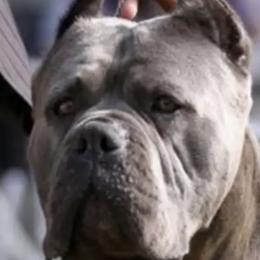 Cane Corso puppies from Campo Cane Corso