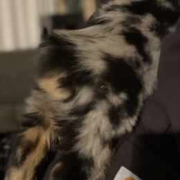 Australian Shepherds from Schoenen’s Shepherds