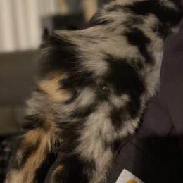 Australian Shepherds from Schoenen’s Shepherds