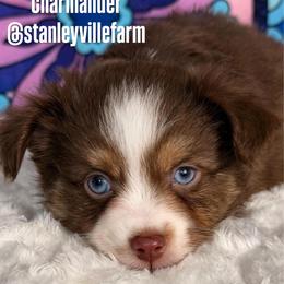 Red Tri male - Red tri male Miniature Australian Shepherd puppy in Buchanan, Georgia from Stanleyville Farm Mini Aussies