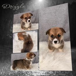 Drizzle - Sable male Pembroke Welsh Corgi puppy in Kiowa, Colorado from Cool Water Corgis LLC