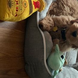 Bernedoodle and Goldendoodle Puppies from Lings Legacy Doodles