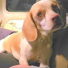 Sunny - Beagle