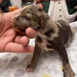 Cassian - Australian Shepherd