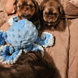 Shih Tzu puppies from NC Shih Tzus by Tammy