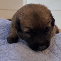 Sable Girl (reserved - next litter Oct) - Fawn sable female Belgian Malinois puppy in Dallas, Texas from Kaizen Ruach Malinois