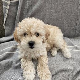 Havapoo Puppies from Derbyville Havapoos