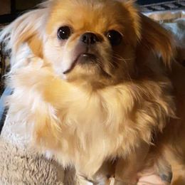 Pekingese from Wanda's Lit'l Pekingnese