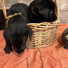3rd Pick of Black Female Pup - Black female Labrador Retriever puppy in Freeport, Illinois from Rock Hollow Retrievers