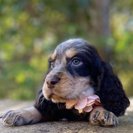 Tasha - Tri-Roan female English Springer Spaniel puppy in Crawford, Tennessee from Lilly Lane Spaniels