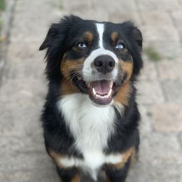 Denali - Miniature Australian Shepherd