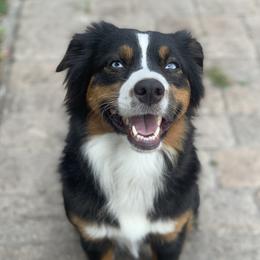 Denali - Miniature Australian Shepherd