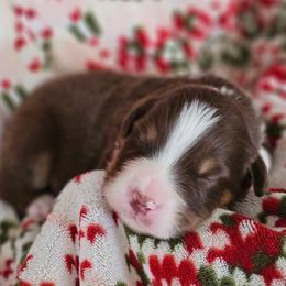 S'more boy 3 - Red tri-color male Australian Shepherd puppy in Tehachapi, California from Astralvale Aussies
