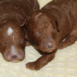 Both girls available - Red  female Goldendoodle puppy in Carnesville, Georgia from Mustard Seed Ranch Goldendoodles