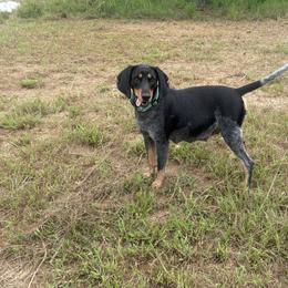 Cricket - Bluetick Coonhound