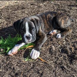 Boxer Puppies from Sergeant's Boxers