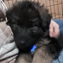 Our Blue - Black and red male German Shepherd puppy in Kansas, Ottawa, Kansas from Import German Shepherds of Kansas