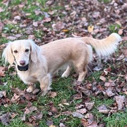 Winnie - Dachshund