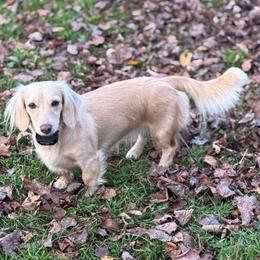 Winnie - Dachshund