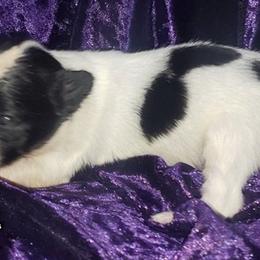 AKC - Purple Girl - White black and tan female Papillon puppy in Cadiz, Kentucky from Tiny Treasures Papillons