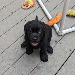 Labrador Retriever Puppies from High Altitude Labradors