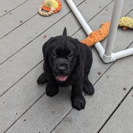 Labrador Retriever Puppies from High Altitude Labradors