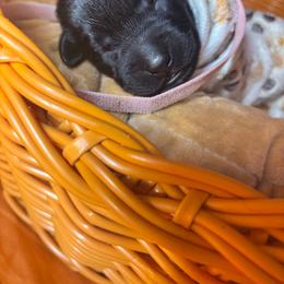 Pink collar female - Black female Labrador Retriever puppy in Stafford Township, New Jersey from SommerLabs