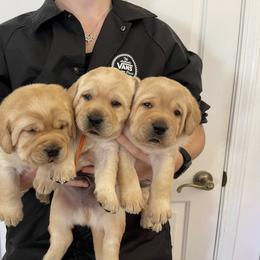 Labrador Retriever Puppies from Heather Luis