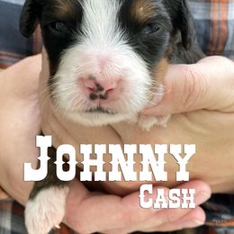 Bernese Mountain Dog Puppies from Faith and Family Farm