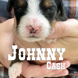 Bernese Mountain Dog Puppies from Faith and Family Farm
