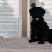 Standard Schnauzer Puppies from Genesis Standard Schnauzers