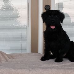 Standard Schnauzer Puppies from Genesis Standard Schnauzers