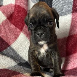 Boy 3 - Brindle male Boxer puppy in Cicero, New York from MK Boxer Haven of CNY