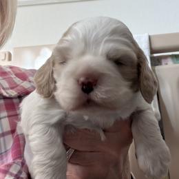 Little GI - Buff and white male Cocker Spaniel puppy in Sewell, New Jersey from Della Luna Cocker Spaniels Puppies