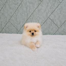 Naty - Cream female Pomeranian puppy in Moody, Texas from Luxury Pets of Central Texas