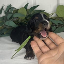 Dachshunds from Simpson Dachshunds