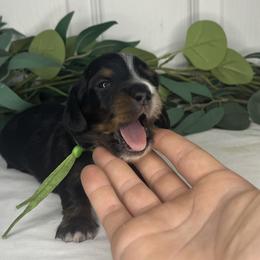 Dachshunds from Simpson Dachshunds