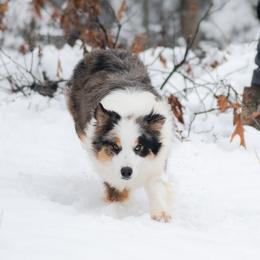 Brioche - Border Collie