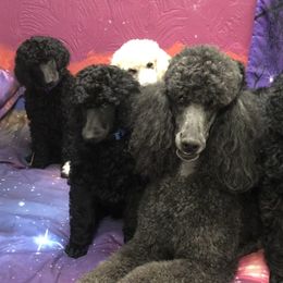 Poodles from Karesque Standard Poodles