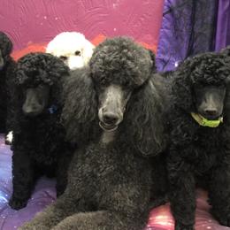 Poodles from Karesque Standard Poodles