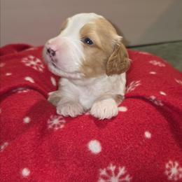 Snoopy - Apricot male Aussiedoodle puppy in Cumberland, Rhode Island from W Doodle Crew